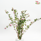 Snowberry Symphoricarpos - Light Pink (Per Bunch)-Pink-China-prflorist.com.my