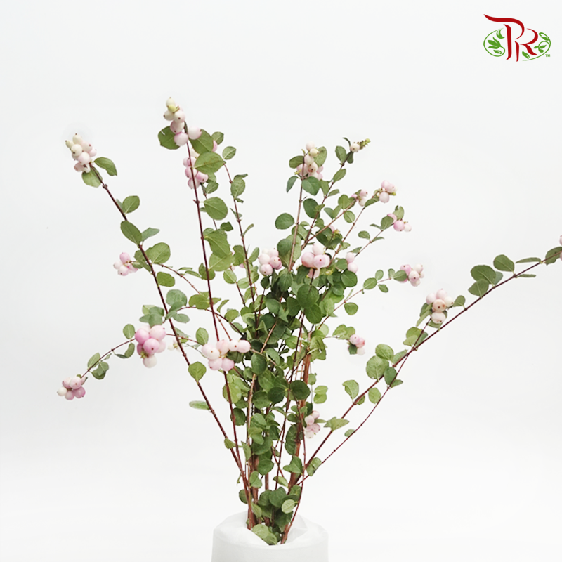 Snowberry Symphoricarpos - Light Pink (Per Bunch)-Pink-China-prflorist.com.my