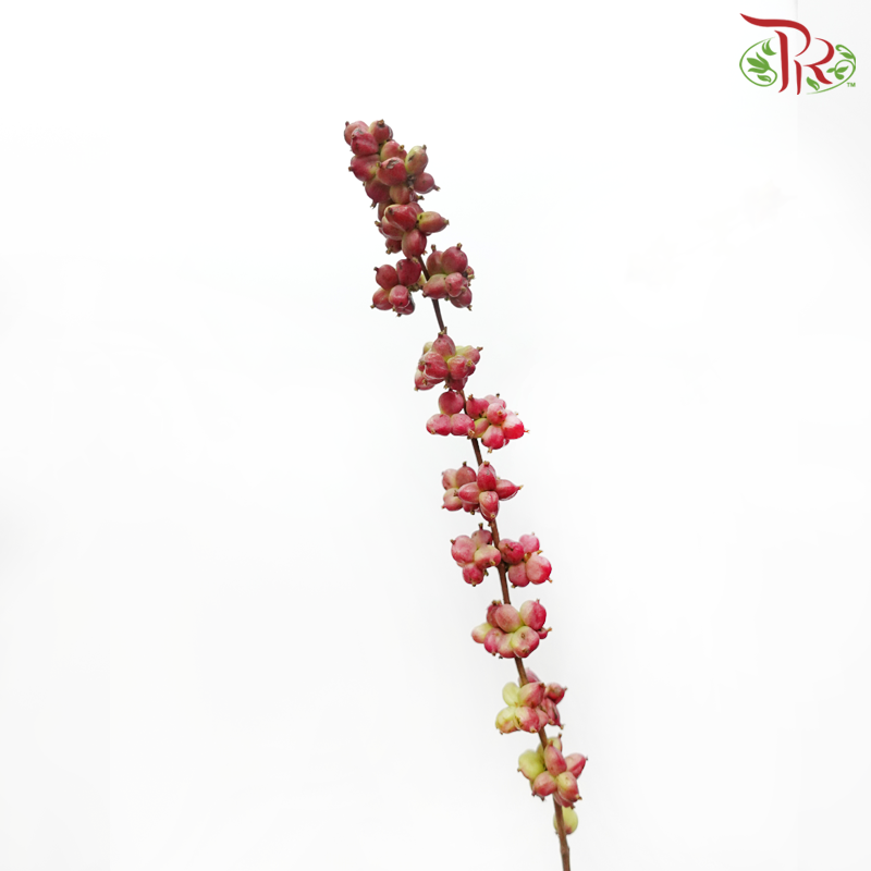 Snowberry (Symphoricarpos)