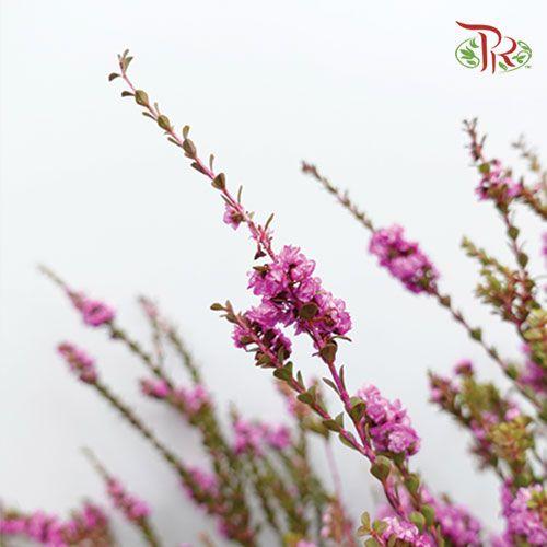 Snowflake Double - Hot Pink (Per Bunch)-Pink-China-prflorist.com.my