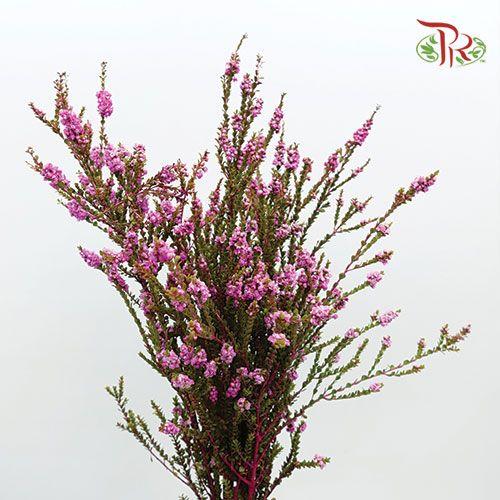 Snowflake Double - Hot Pink (Per Bunch)-Pink-China-prflorist.com.my