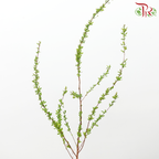 Snowflake - (Per Bunch)-White-China-prflorist.com.my
