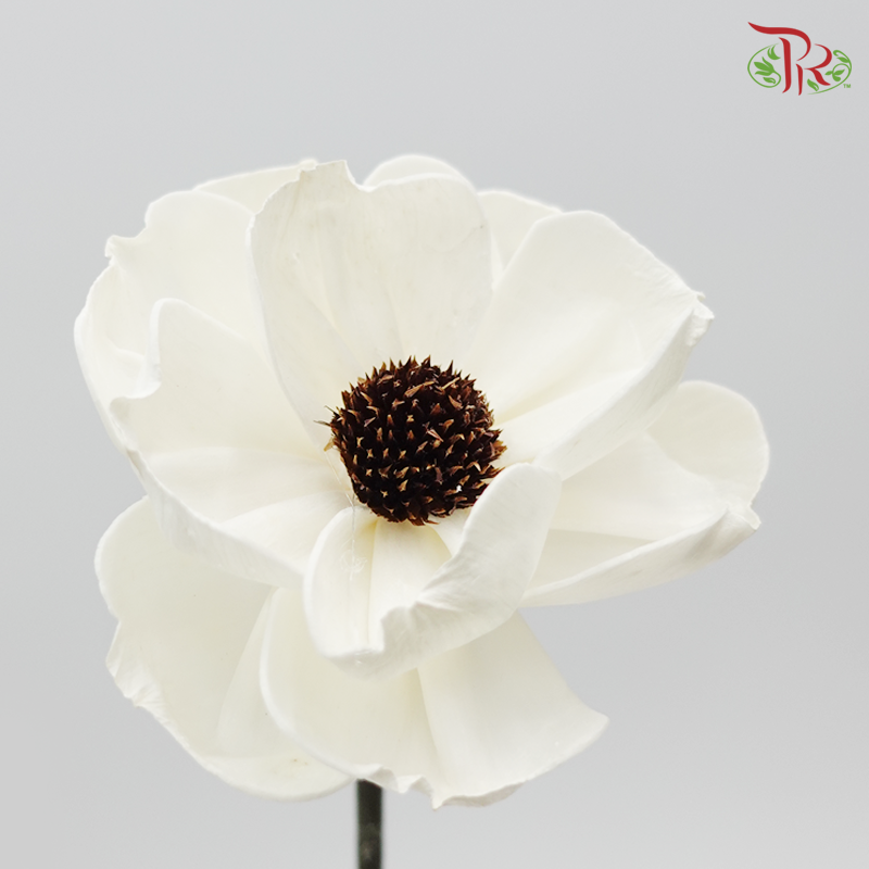 Sola Anemone Preservative ( 2 pcs ) ( 3238-0-010 )-White-Japan-prflorist.com.my