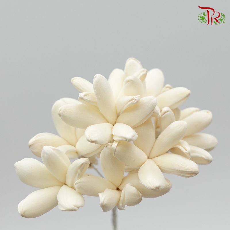 Sola Jasmine Preservative - White ( 3281-0-010 )-White-Japan-prflorist.com.my