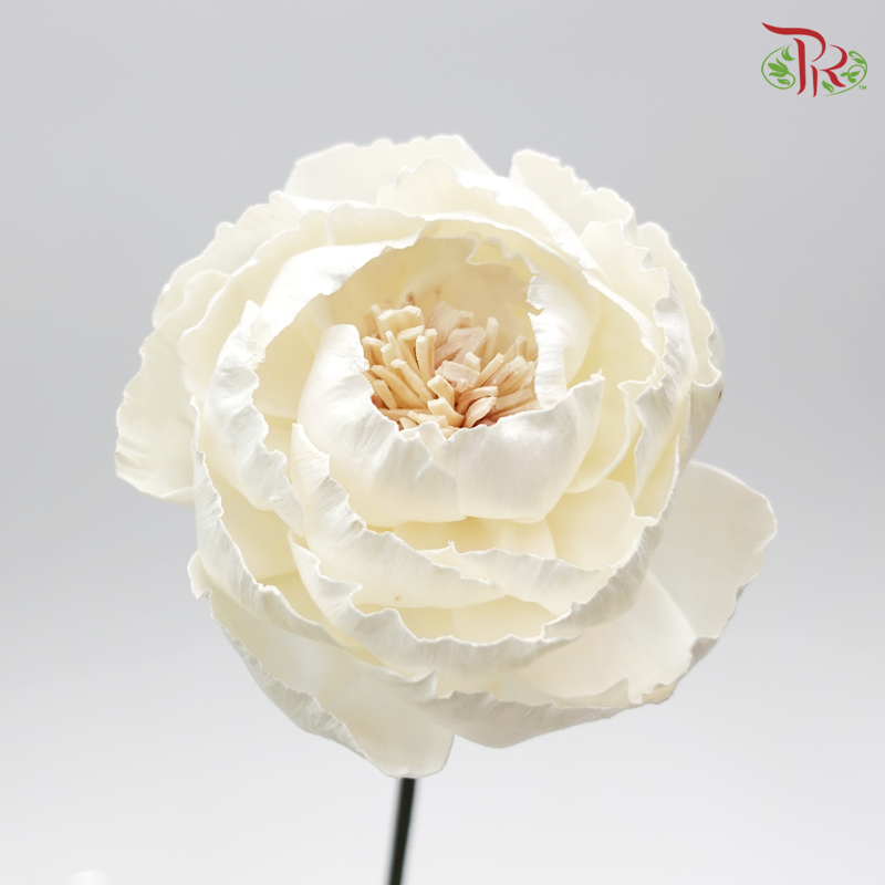 Sola Peony Preservative ( 2pcs ) ( 3235-0-010 )-White-Japan-prflorist.com.my
