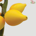 Solanum Mammosum Long - Per Stem-Yellow-Malaysia-prflorist.com.my