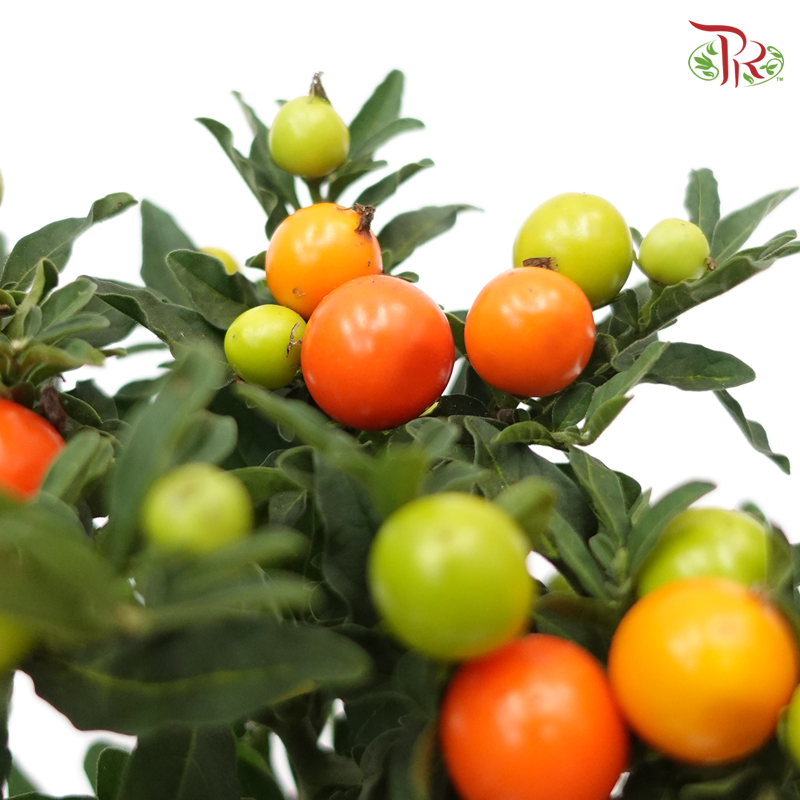 Solanum Pseudocapsicum 《珊瑚樱》-Pudu Ria Florist-prflorist.com.my