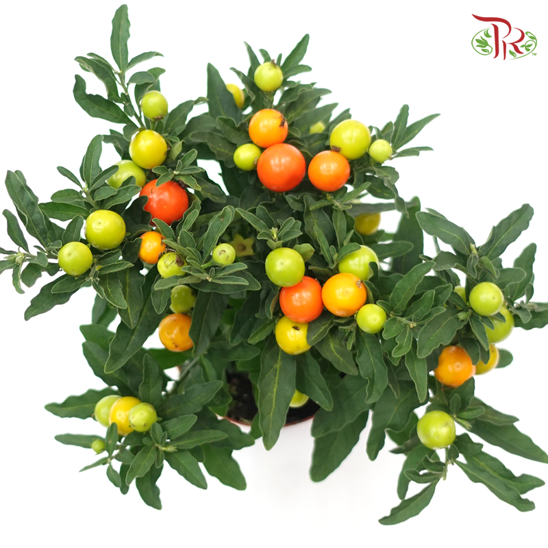Solanum Pseudocapsicum 《珊瑚樱》-Pudu Ria Florist-prflorist.com.my