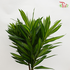 Song Of Jamaica (SOJ) - (5 Stems)-Malaysia-prflorist.com.my