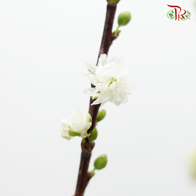 Sorbaria Sorbifolia - (Per Bunch) - Pudu Ria Florist