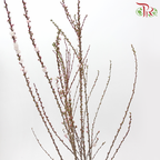 Sorbaria Sorbifolia - Light Pink (Per Bunch)-Light Pink-China-prflorist.com.my