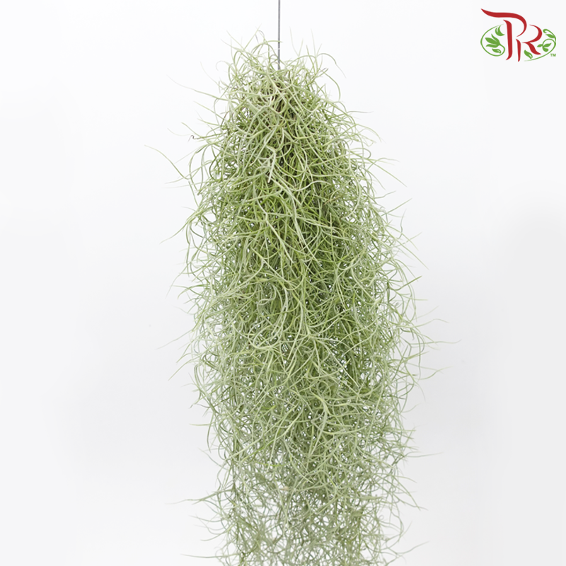 Spanish Moss (Air Plant)《松蘿空气凤梨》