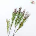 Spatalla Curvifolia - (10 Stems)-Africa-prflorist.com.my