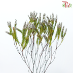 Spatalla Curvifolia - (10 Stems)-Africa-prflorist.com.my