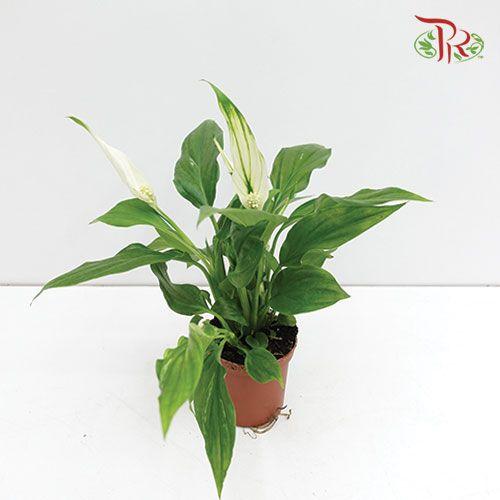 Spathiphyllum Pearl Cupido  《白掌》