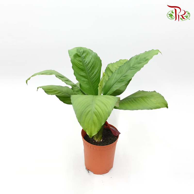 Spathiphyllum Sensation 《绿巨人》