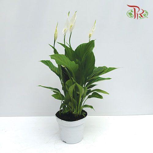 Spathiphyllum Strauss - IMPORTED 《白掌》-Pudu Ria Florist-prflorist.com.my