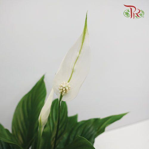 Spathiphyllum Strauss - IMPORTED 《白掌》-Pudu Ria Florist-prflorist.com.my