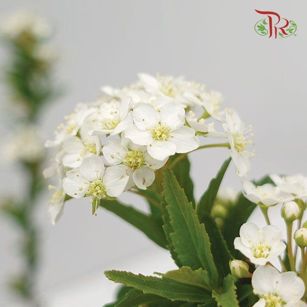 Spiraea Flower Double 《绣线菊》