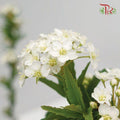 Spiraea Flower Double 《绣线菊》