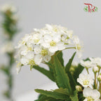 Spiraea Flower Double 《绣线菊》