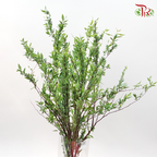Spiraea Leaf - (Per Bunch)-China-prflorist.com.my