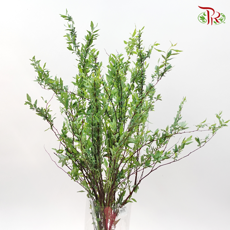 Spiraea Leaf - (Per Bunch)-China-prflorist.com.my