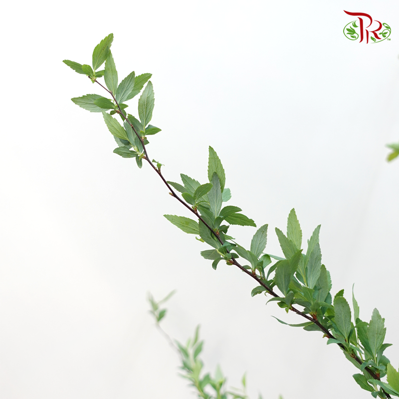 Spiraea Leaf - (Per Bunch)-China-prflorist.com.my