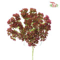 Sedum - 5 Stems - Pudu Ria Florist