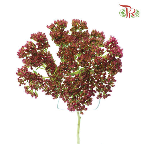 Sedum - 5 Stems - Pudu Ria Florist