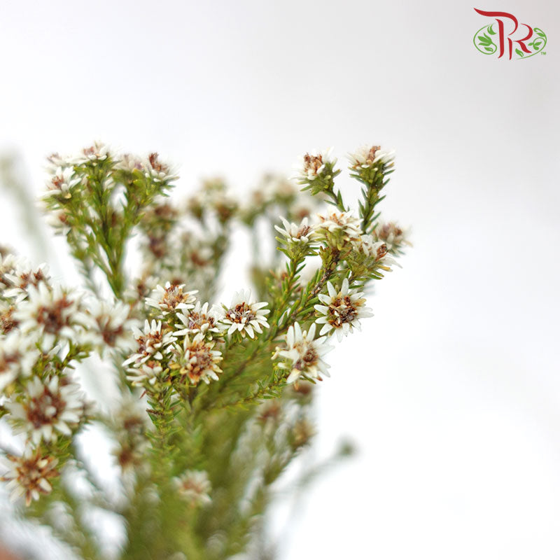 Staavia - (Per Bunch)-White-Africa-prflorist.com.my