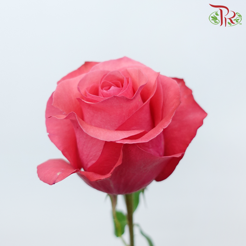 Star (50cm) - Pink Love (25 Stems)-Pink-Ecd-prflorist.com.my