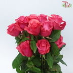 Star (50cm) - Pink Love (25 Stems)-Pink-Ecd-prflorist.com.my