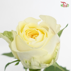 Star (50cm) - Rose Butter Cup (25 Stems)-Ecd-prflorist.com.my