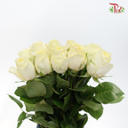 Star (50cm) - Rose Butter Cup (25 Stems)-Ecd-prflorist.com.my