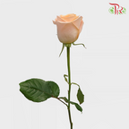 Star (50cm) - Rose Peach Wave (25 Stems)-Ecd-prflorist.com.my