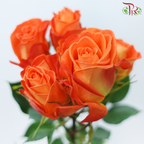 Star (50cm) - Rose SP King Bubbles (10 Stems)-Orange-Ecd-prflorist.com.my