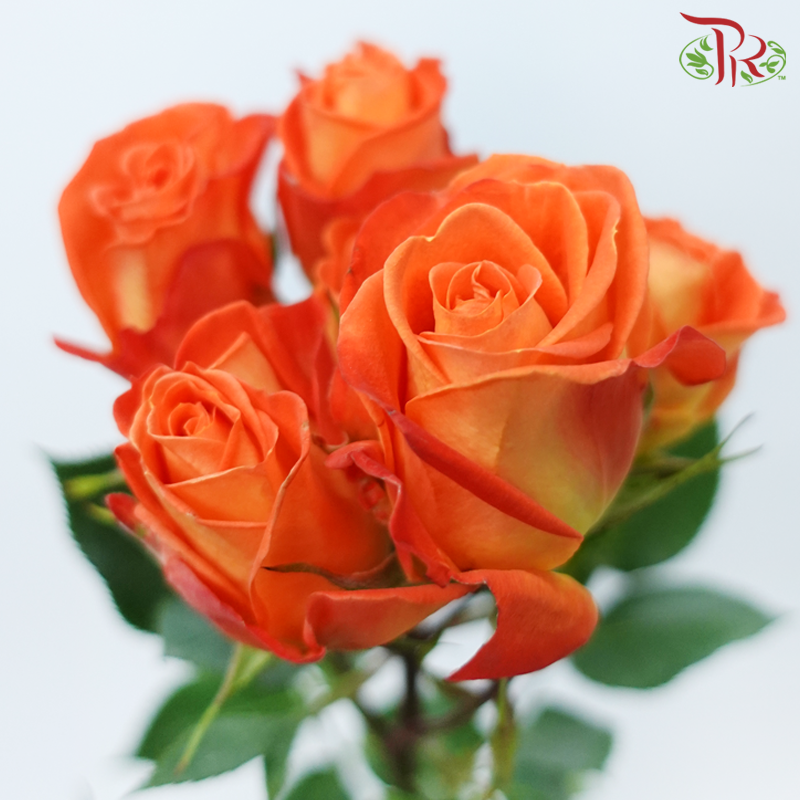 Star (50cm) - Rose SP King Bubbles (10 Stems)-Orange-Ecd-prflorist.com.my