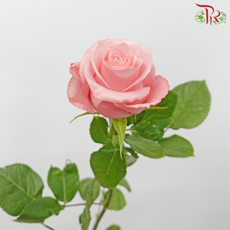 Star (60cm) - Rose Be Sweet (25 Stems)-Be Sweet-Ecd-prflorist.com.my