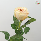 Star (60cm) - Rose Cream X-pression (25 Stems)-Cream X-pression-Ecd-prflorist.com.my