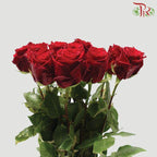 Star Rose - Explorer (10 Stems)-Ecd-prflorist.com.my