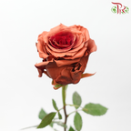 Star Rose - Fall 12 (5 Stems / 10 Stems)-Brown / Red-Ecd-prflorist.com.my