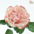 Star Rose Garden - Country Candy (10 Stems)-Ecd-prflorist.com.my