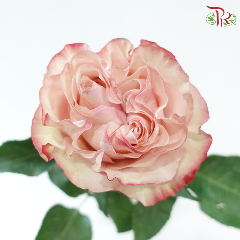 Star Rose Garden - Country Candy (10 Stems)-Ecd-prflorist.com.my