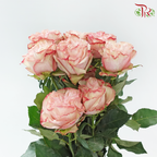 Star Rose Garden - Country Candy (10 Stems)-Ecd-prflorist.com.my