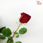 Star Rose - Hearts Red (10 Stems)-Ecd-prflorist.com.my
