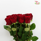 Star Rose - Hearts Red (10 Stems)-Ecd-prflorist.com.my
