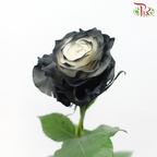 Star Rose - Shadow Star (10 Stems)-Black-Ecd-prflorist.com.my