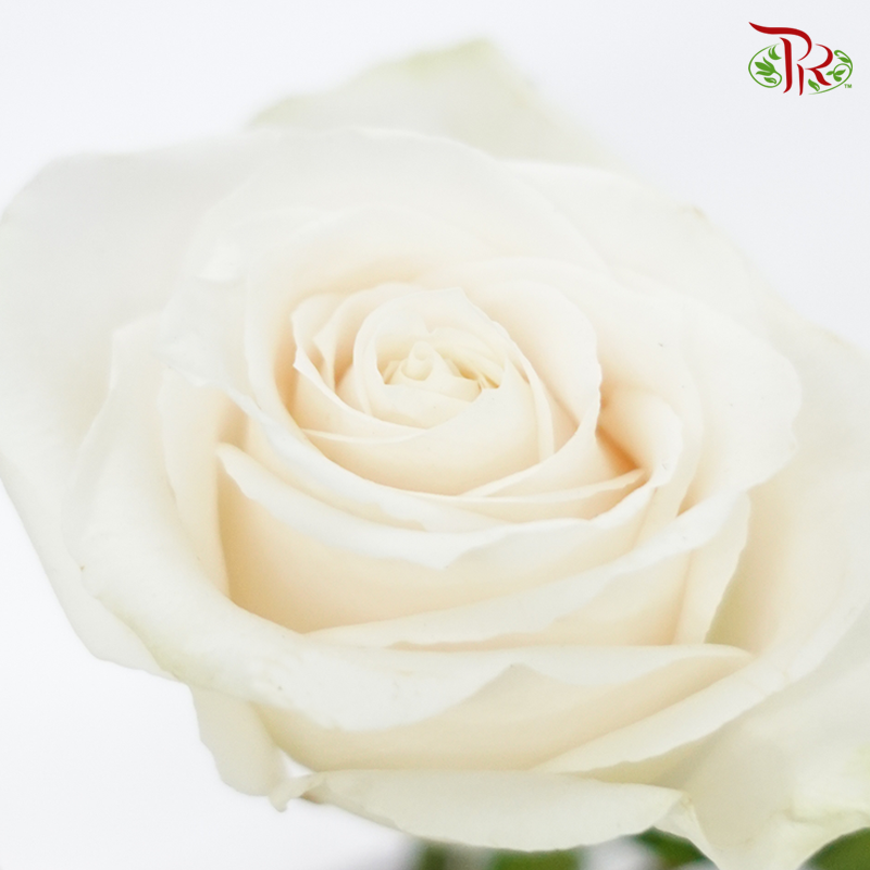 Star Rose - Vendela (10 Stems)-Cream-Ecd-prflorist.com.my
