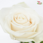 Star Rose - Vendela (10 Stems)-Cream-Ecd-prflorist.com.my